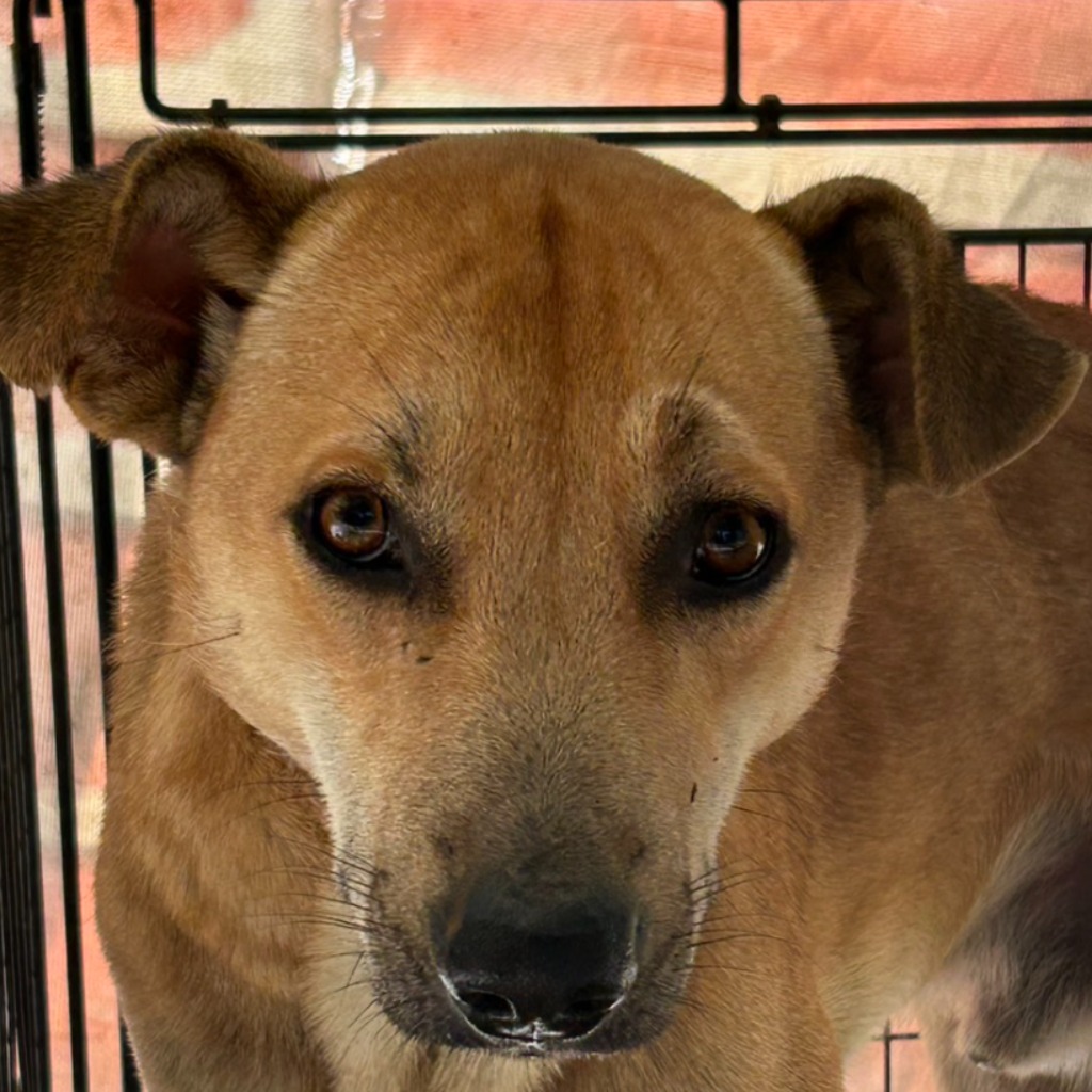 澎湖縣已領養狗 混種犬