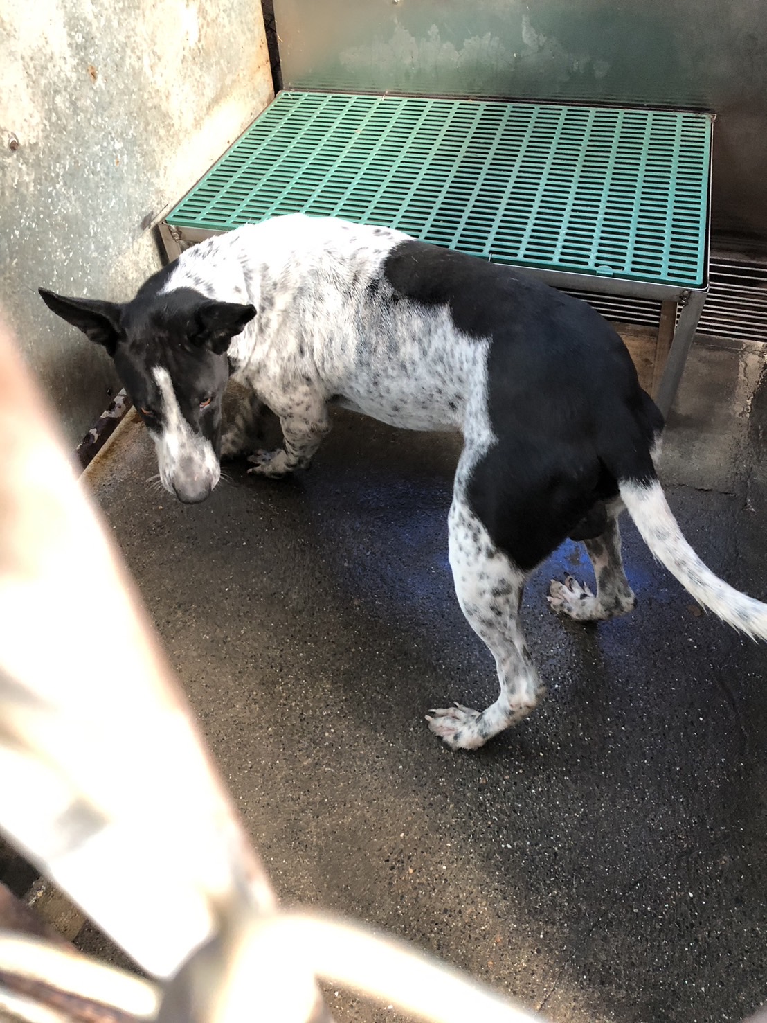 彰化縣已領養狗 混種犬
