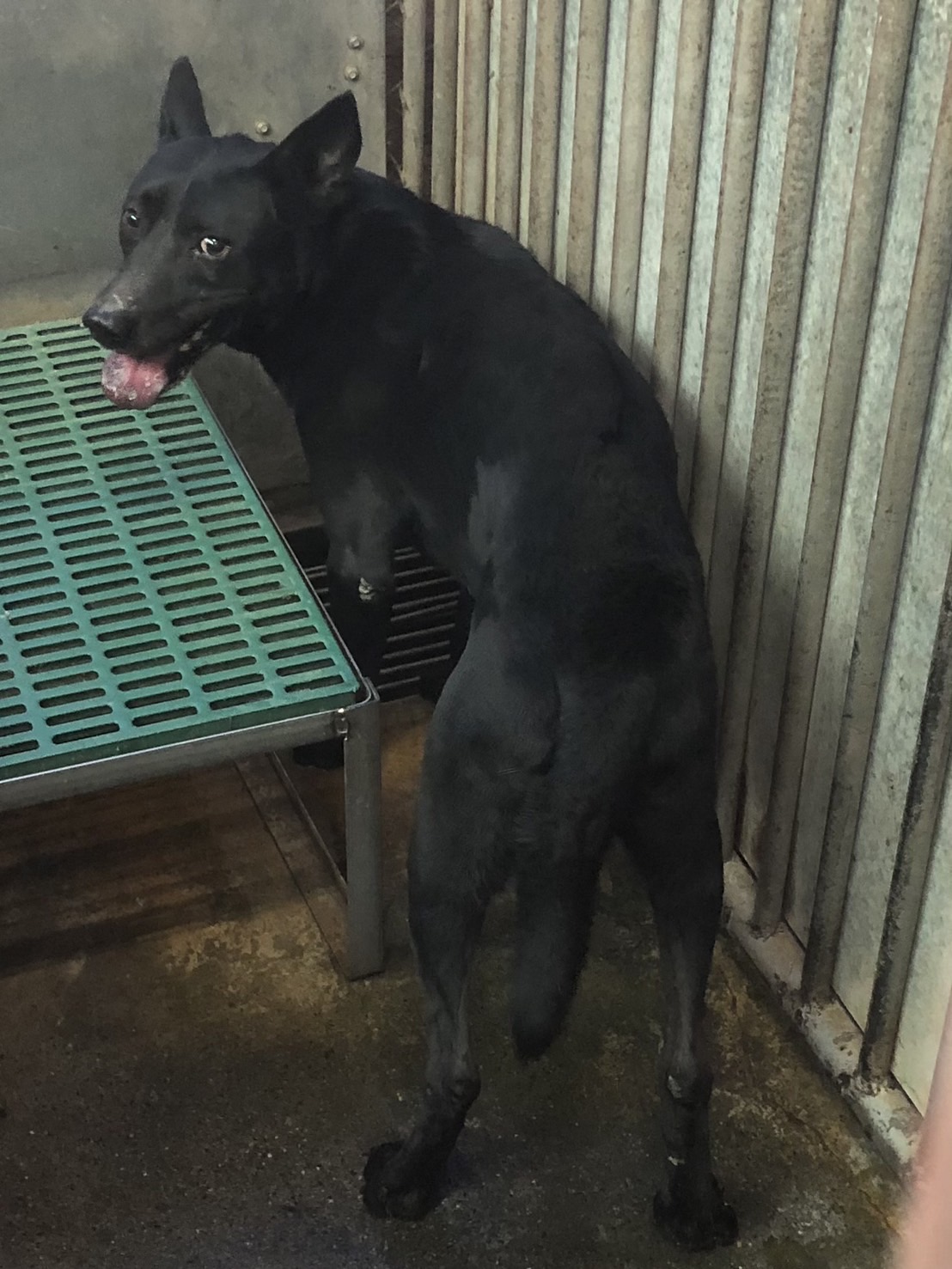 彰化縣已領養狗 混種犬