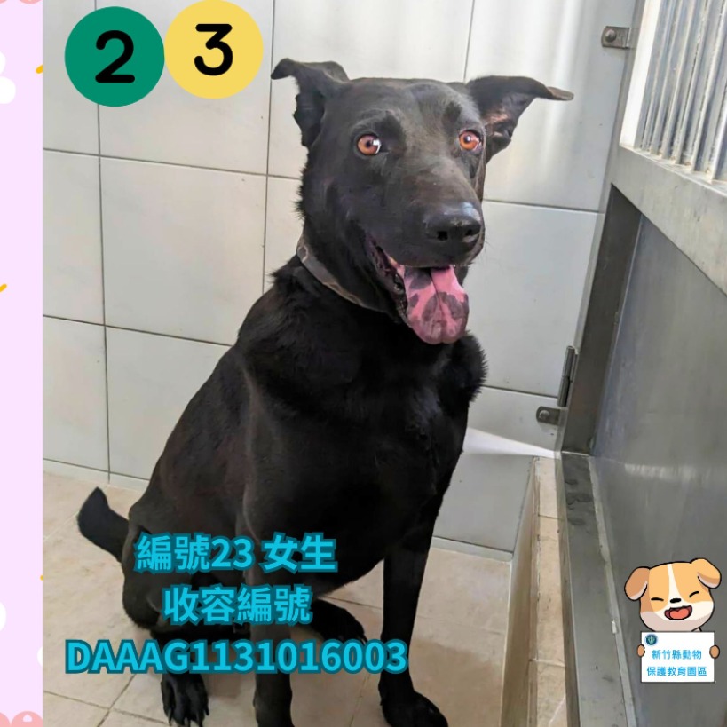新竹縣已領養狗 混種犬
