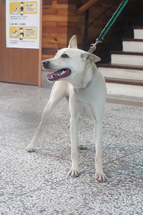 宜蘭縣已領養狗 混種犬