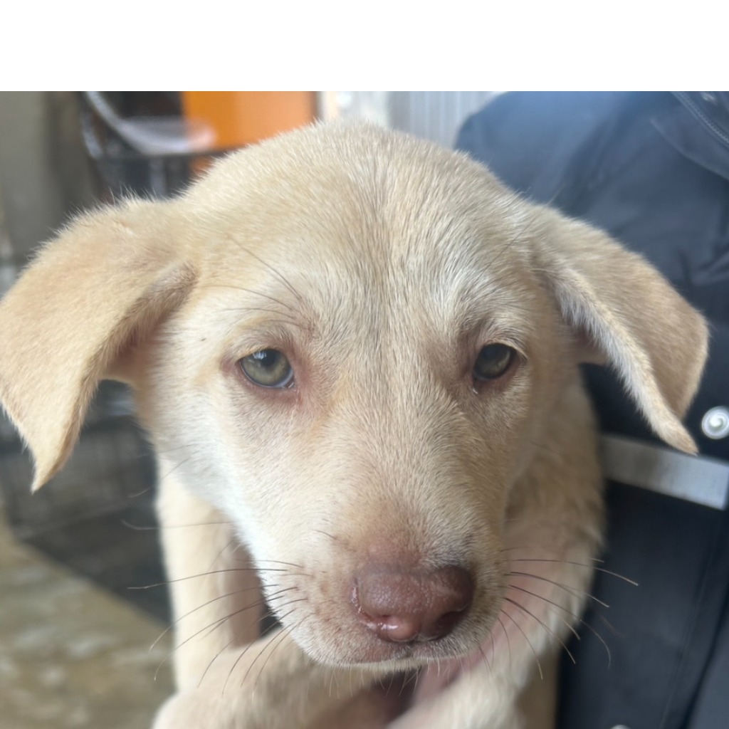 澎湖縣已領養狗 混種犬
