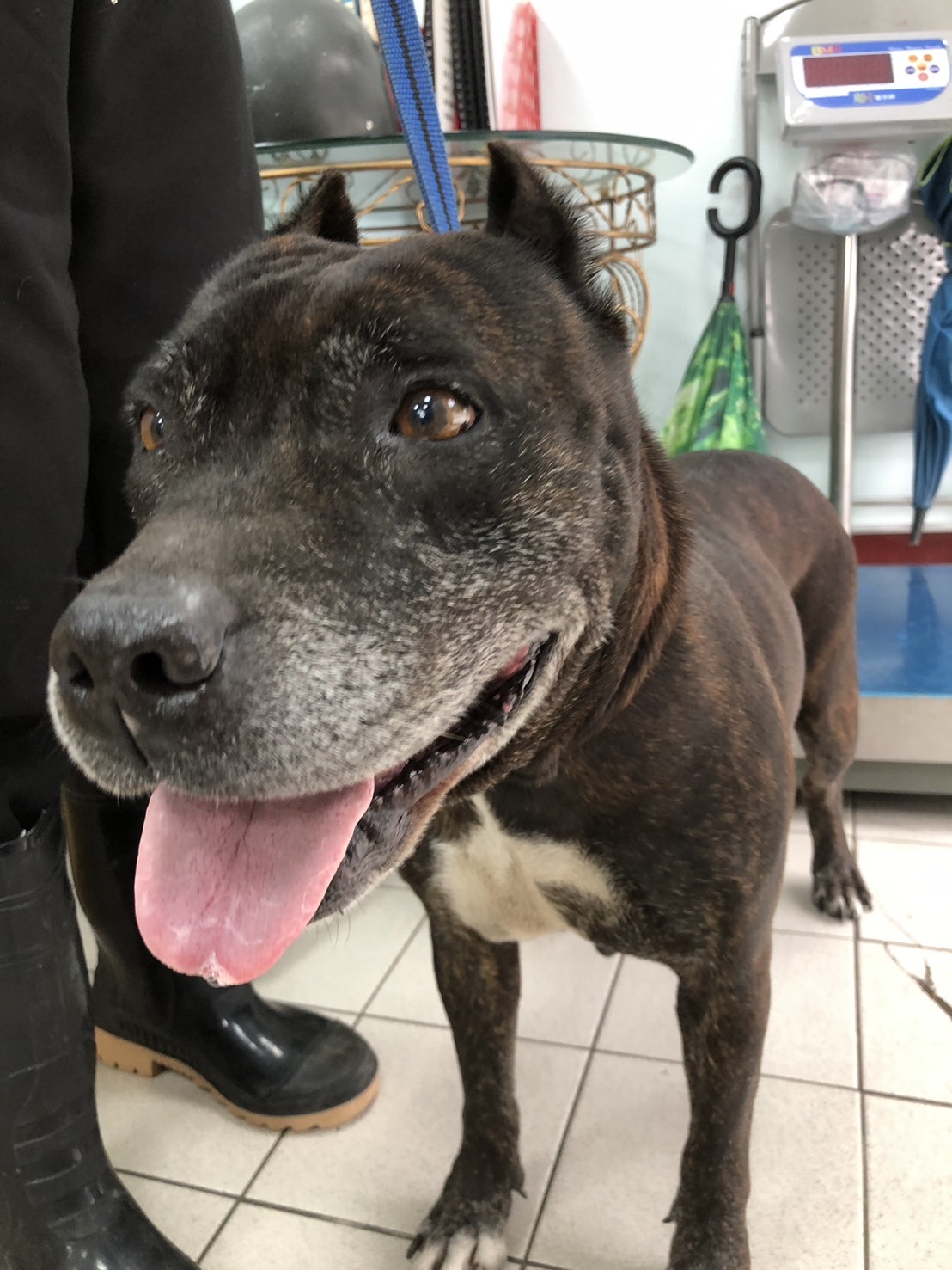 彰化縣已領養狗 混種犬