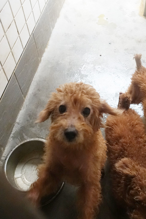 宜蘭縣已領養狗 貴賓犬