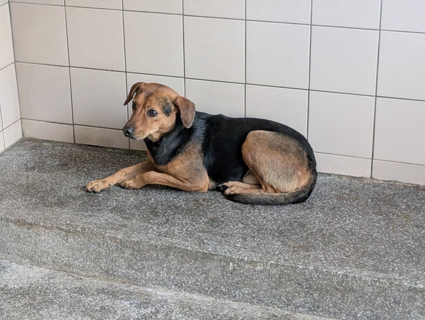 高雄市已領養狗 混種犬