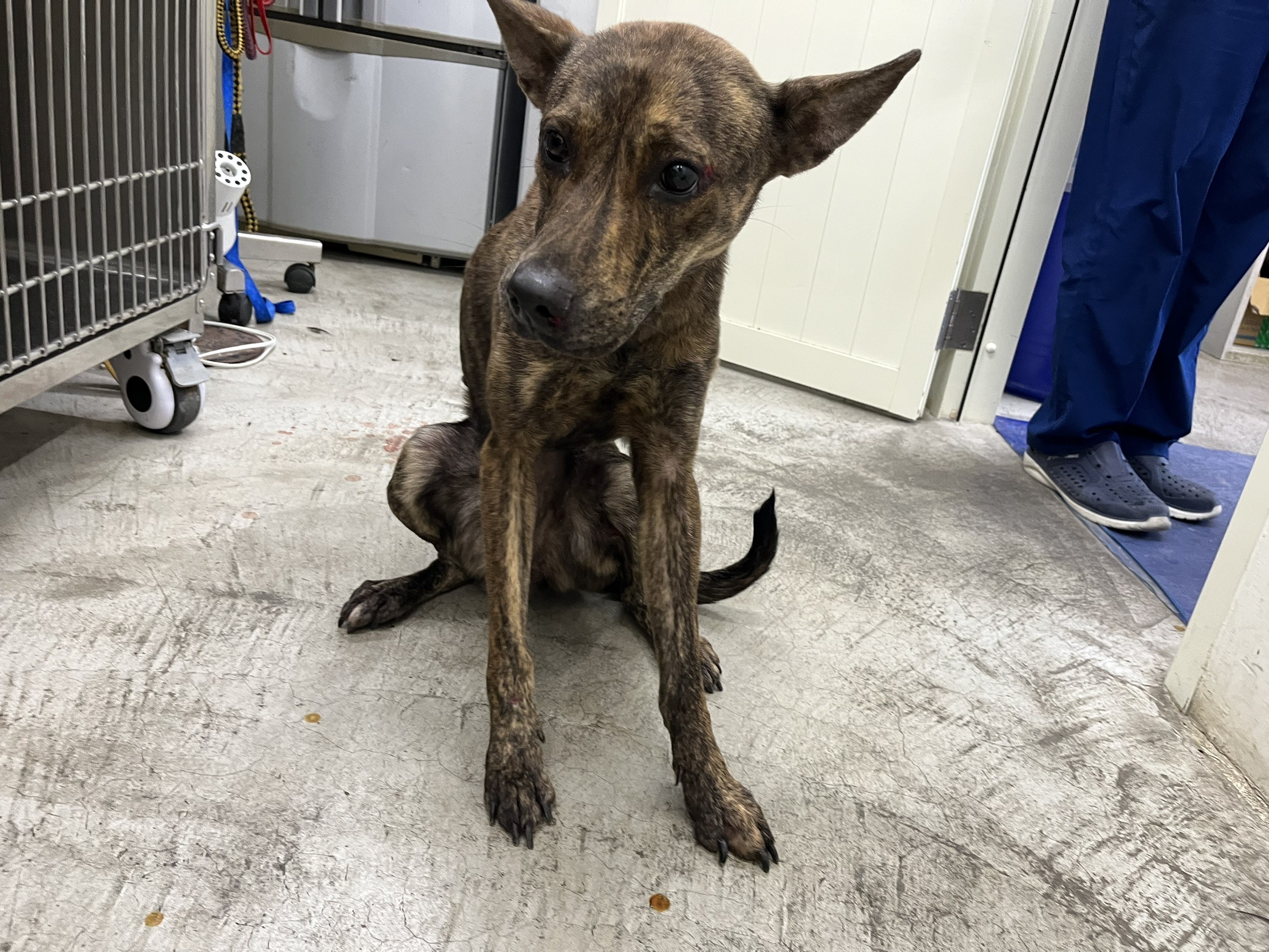 台北市已領養狗 混種犬