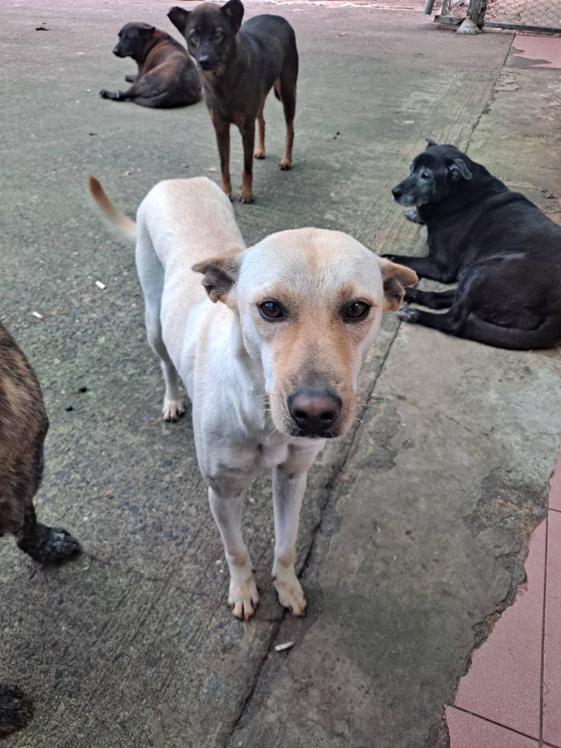 屏東縣已領養狗 混種犬