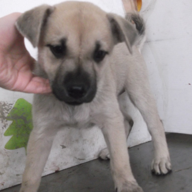 高雄市已領養狗 混種犬