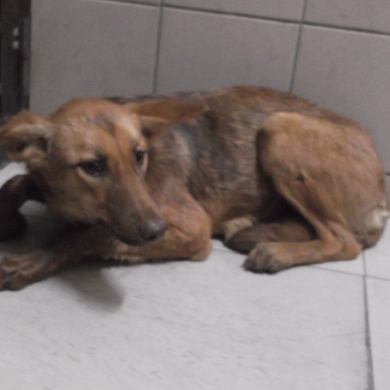 高雄市已領養狗 混種犬