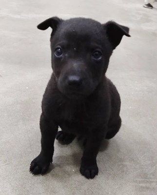 台中市已領養狗 混種犬