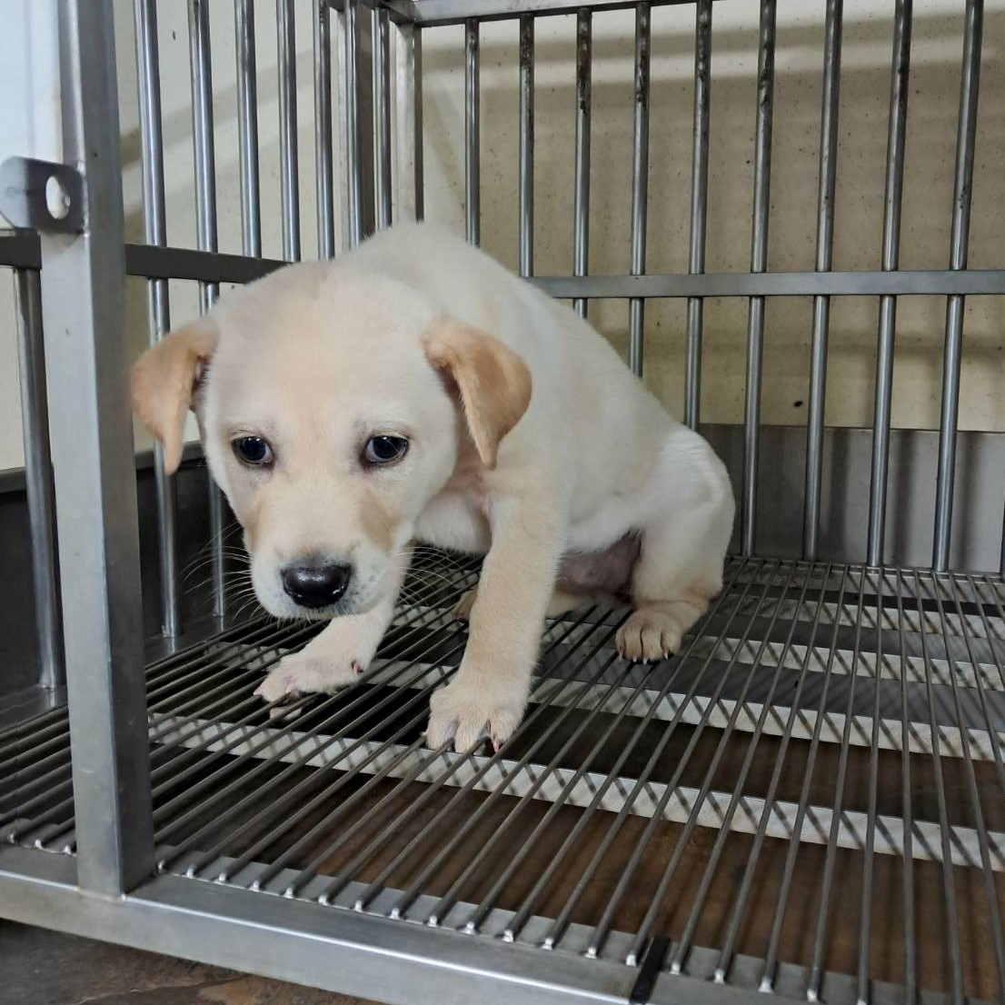 桃園市已領養狗 混種犬