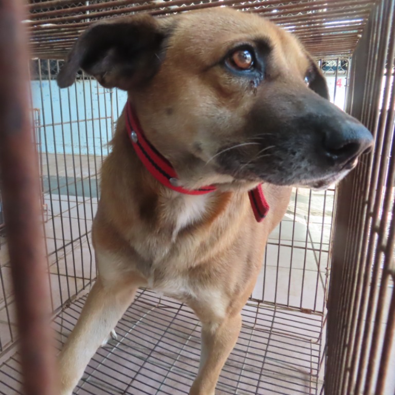 台南市待認養狗 混種犬