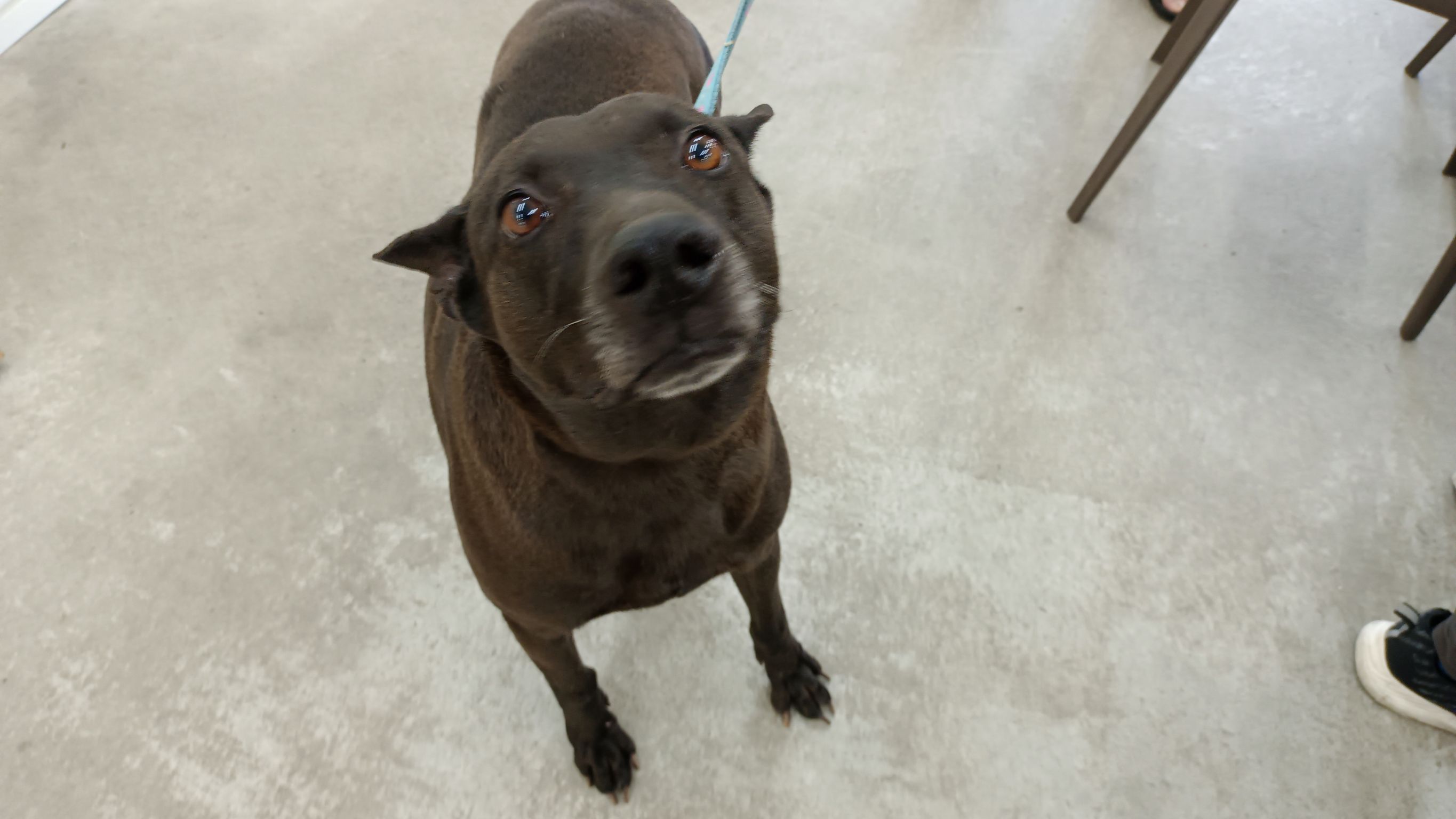 台北市已領養狗 台灣犬
