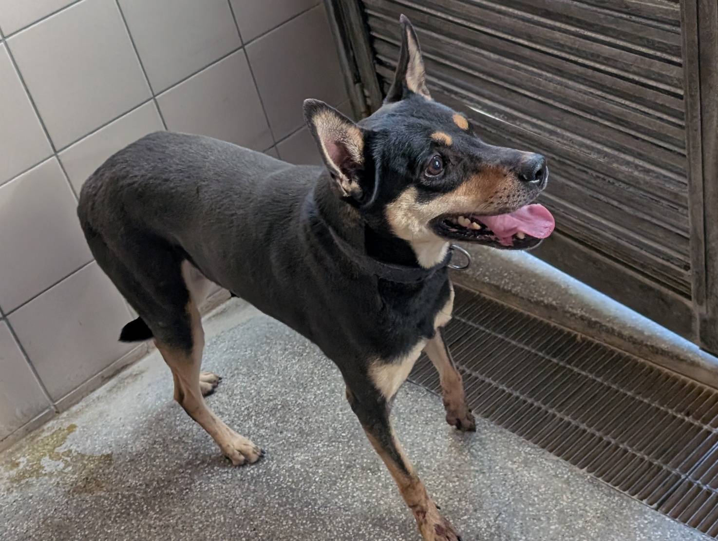 高雄市已領養狗 混種犬