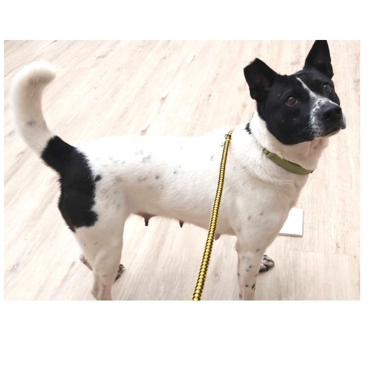 桃園市已領養狗 混種犬