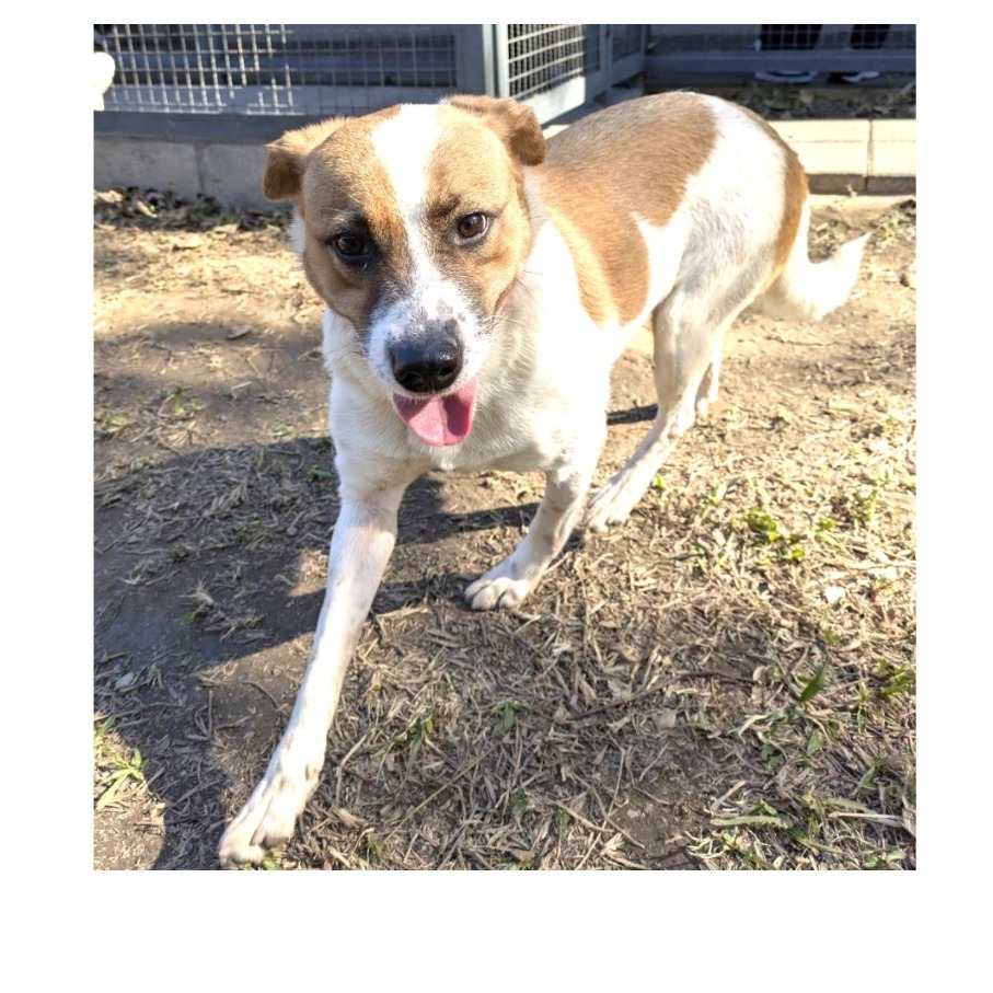 桃園市已領養狗 混種犬
