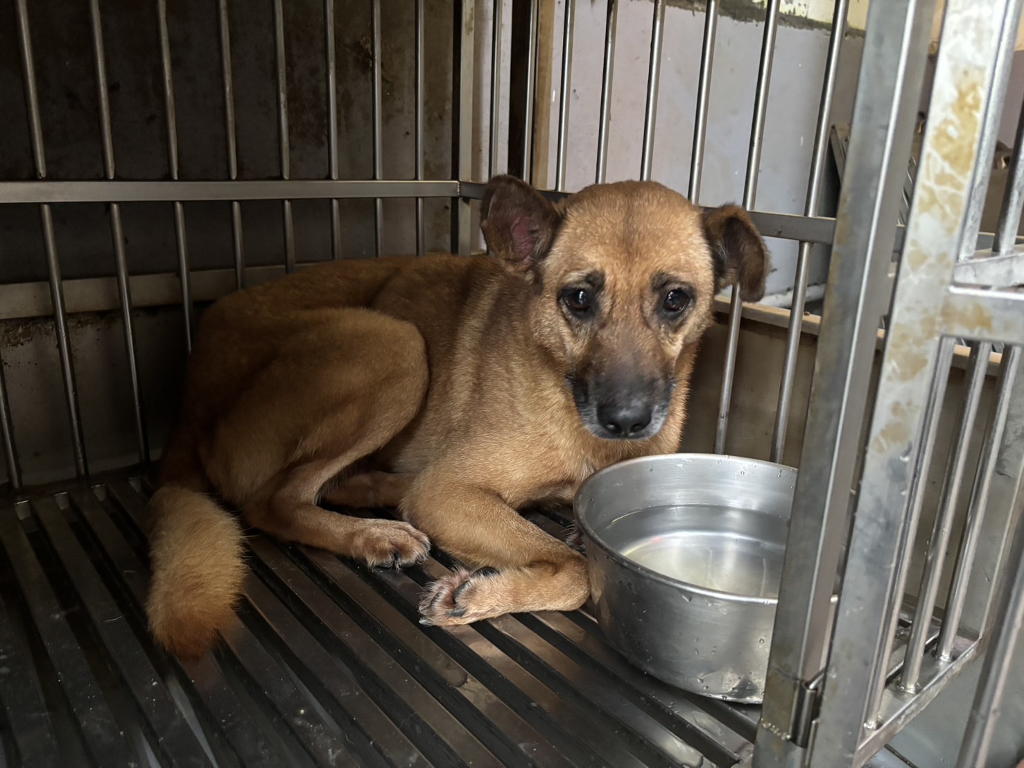 新北市已領養狗 混種犬
