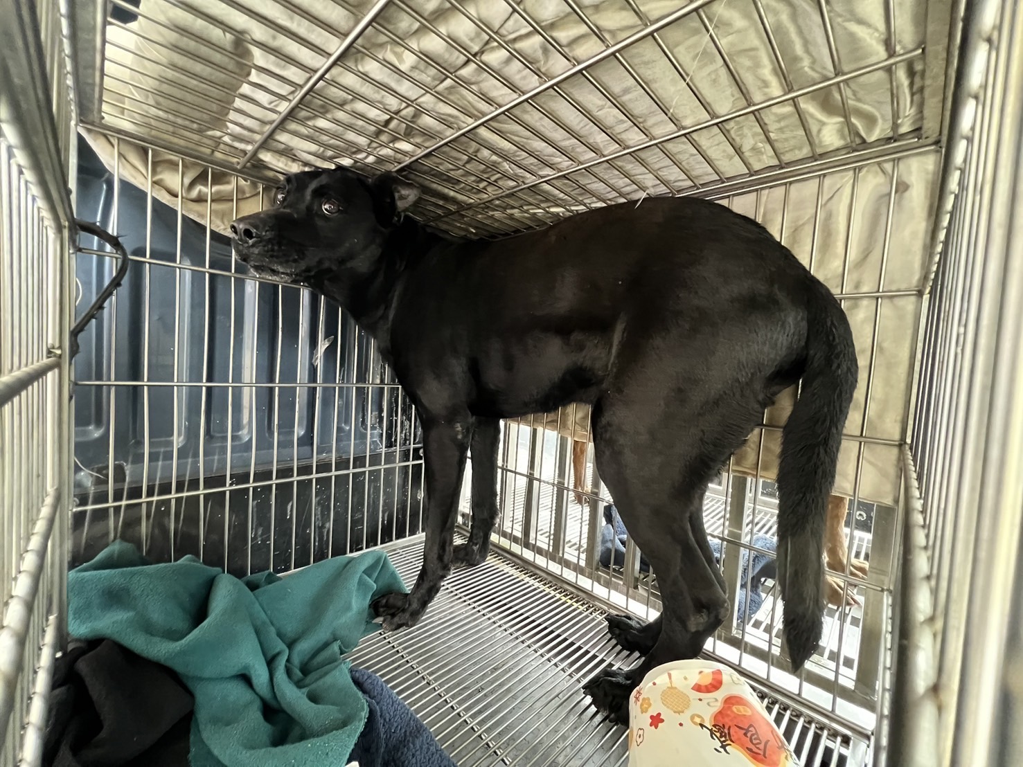 桃園市已領養狗 混種犬