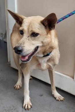 新北市已領養狗 混種犬