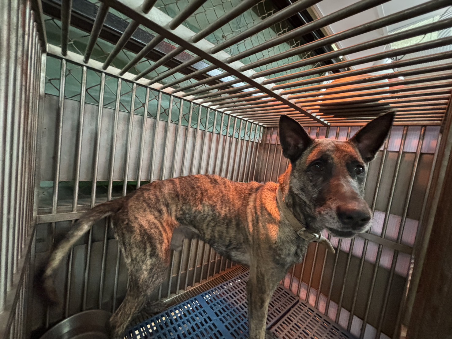 新北市已領養狗 混種犬