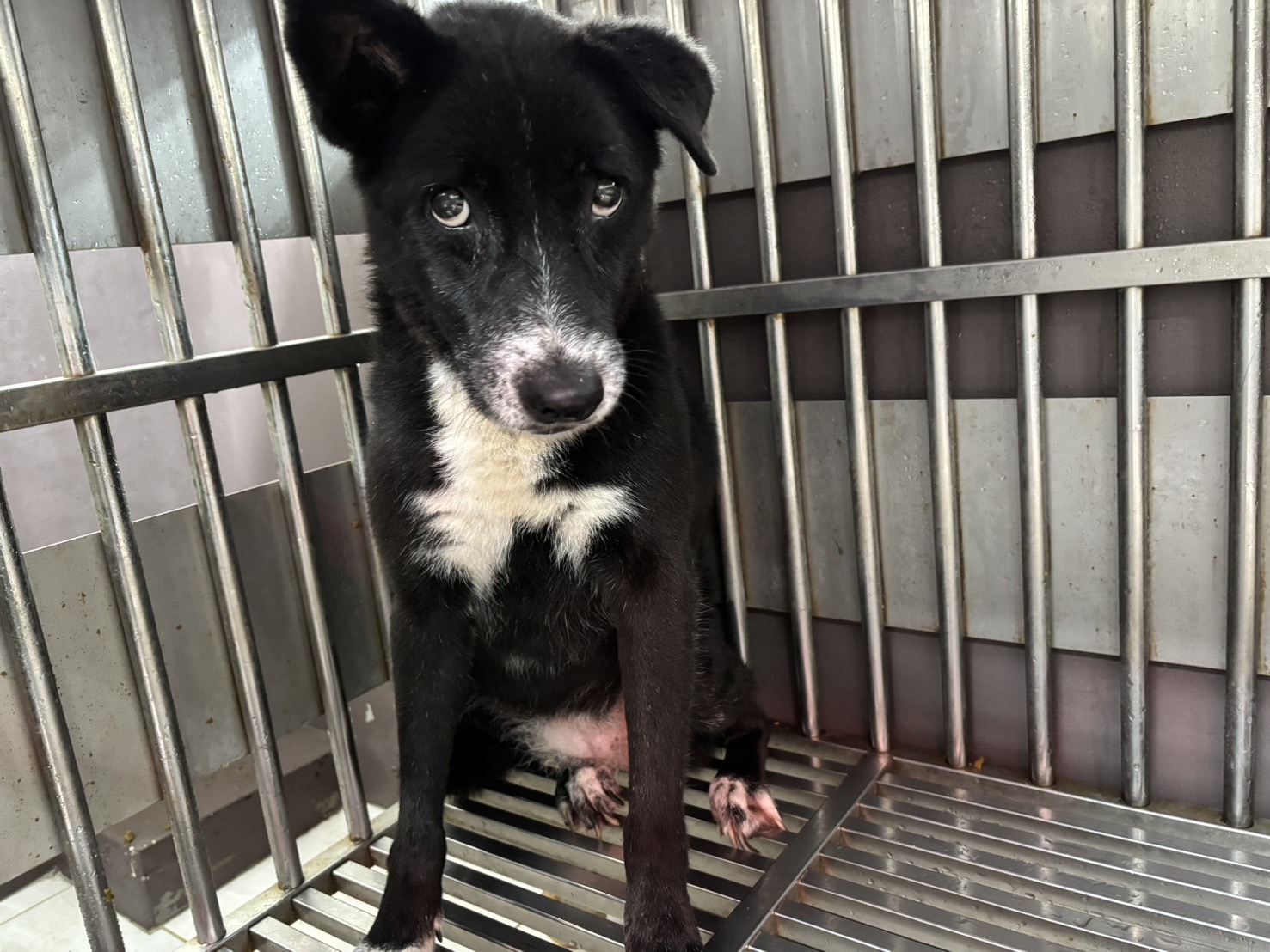 新北市已領養狗 混種犬