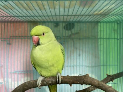 屏東縣待認養其他｜月輪鸚鵡｜黃色