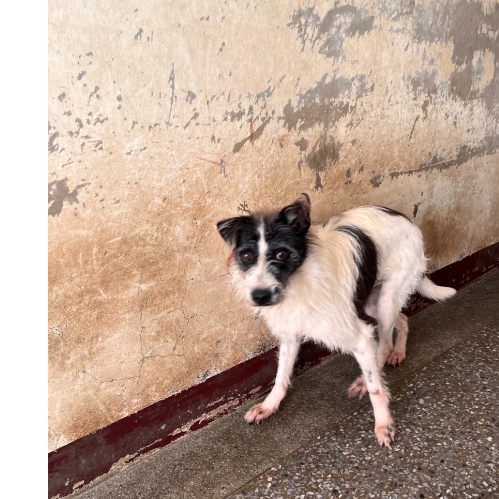苗栗縣已領養狗 混種犬