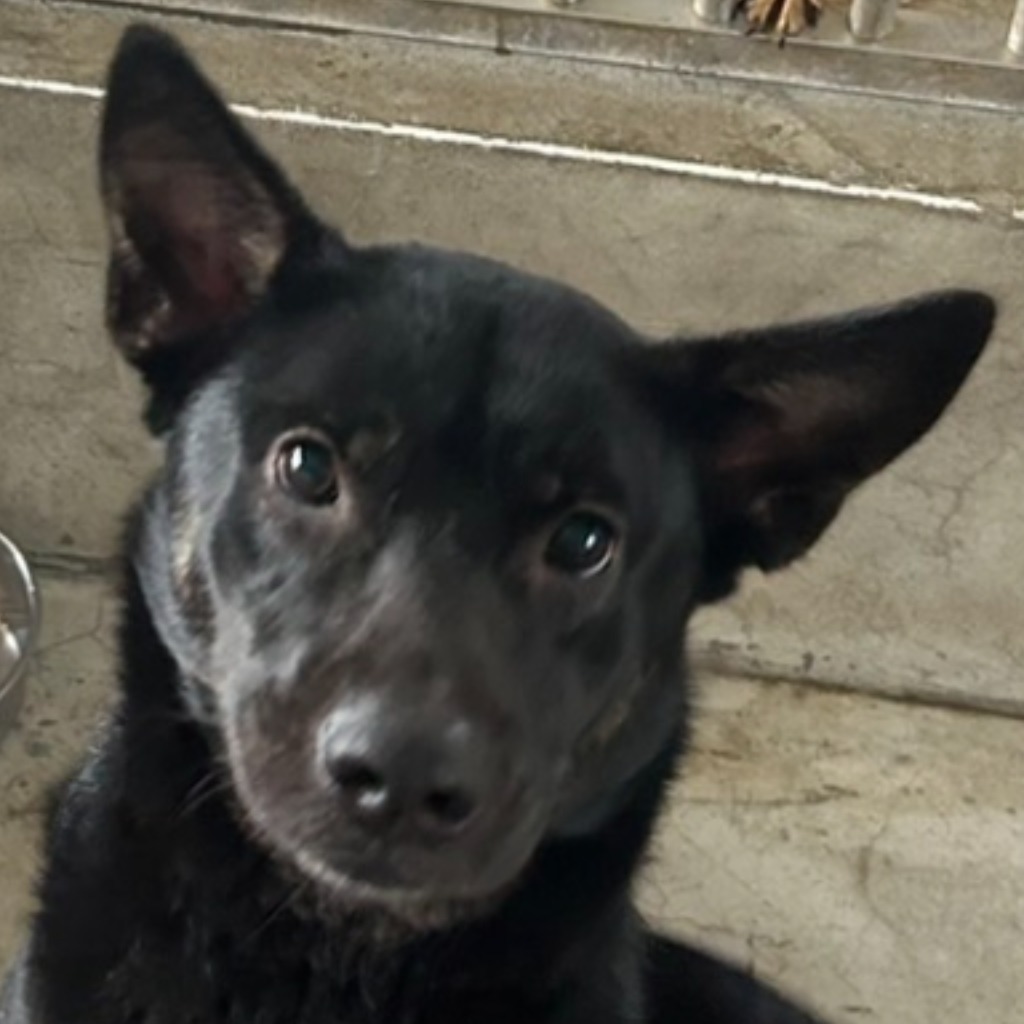 澎湖縣已領養狗 混種犬