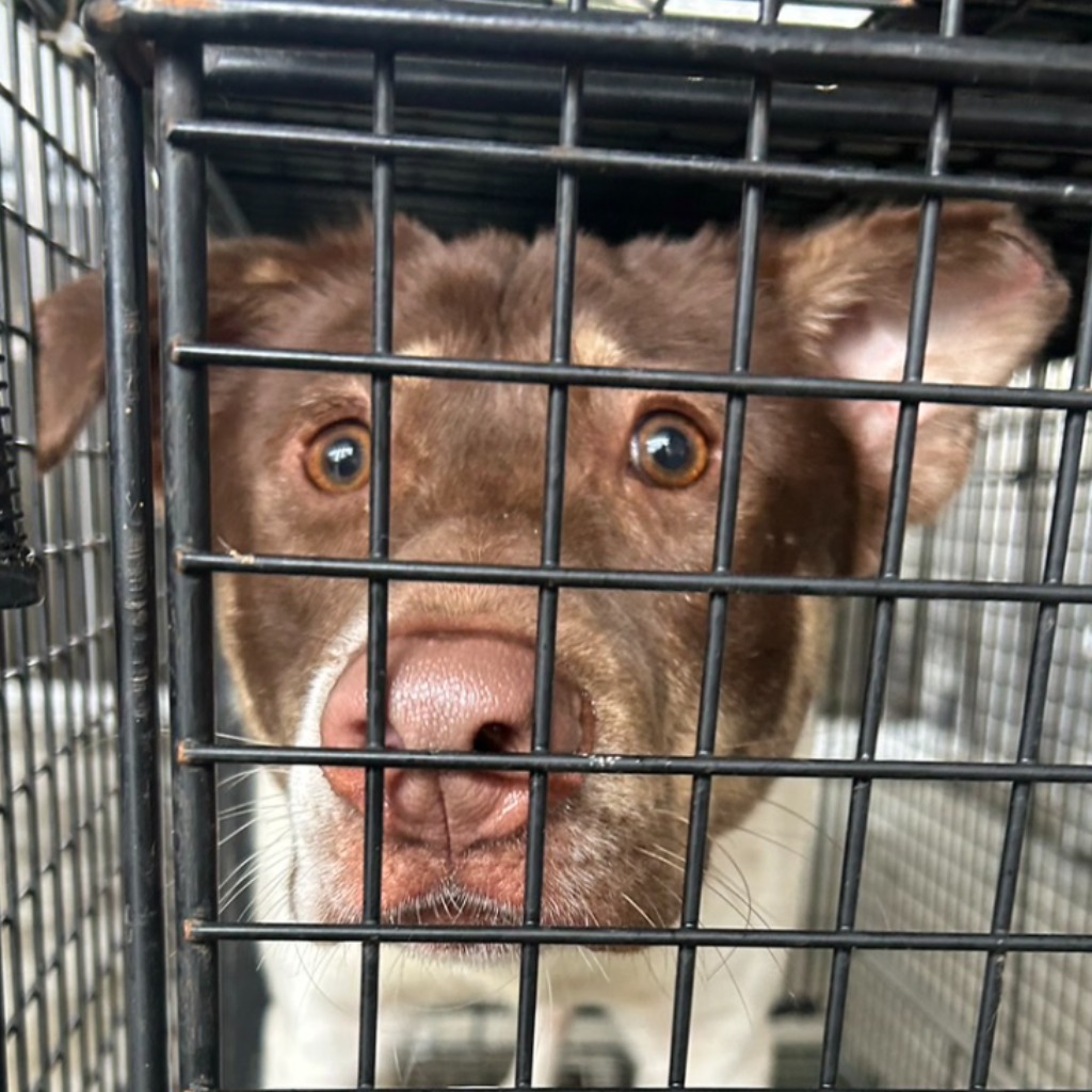 澎湖縣已領養狗 混種犬