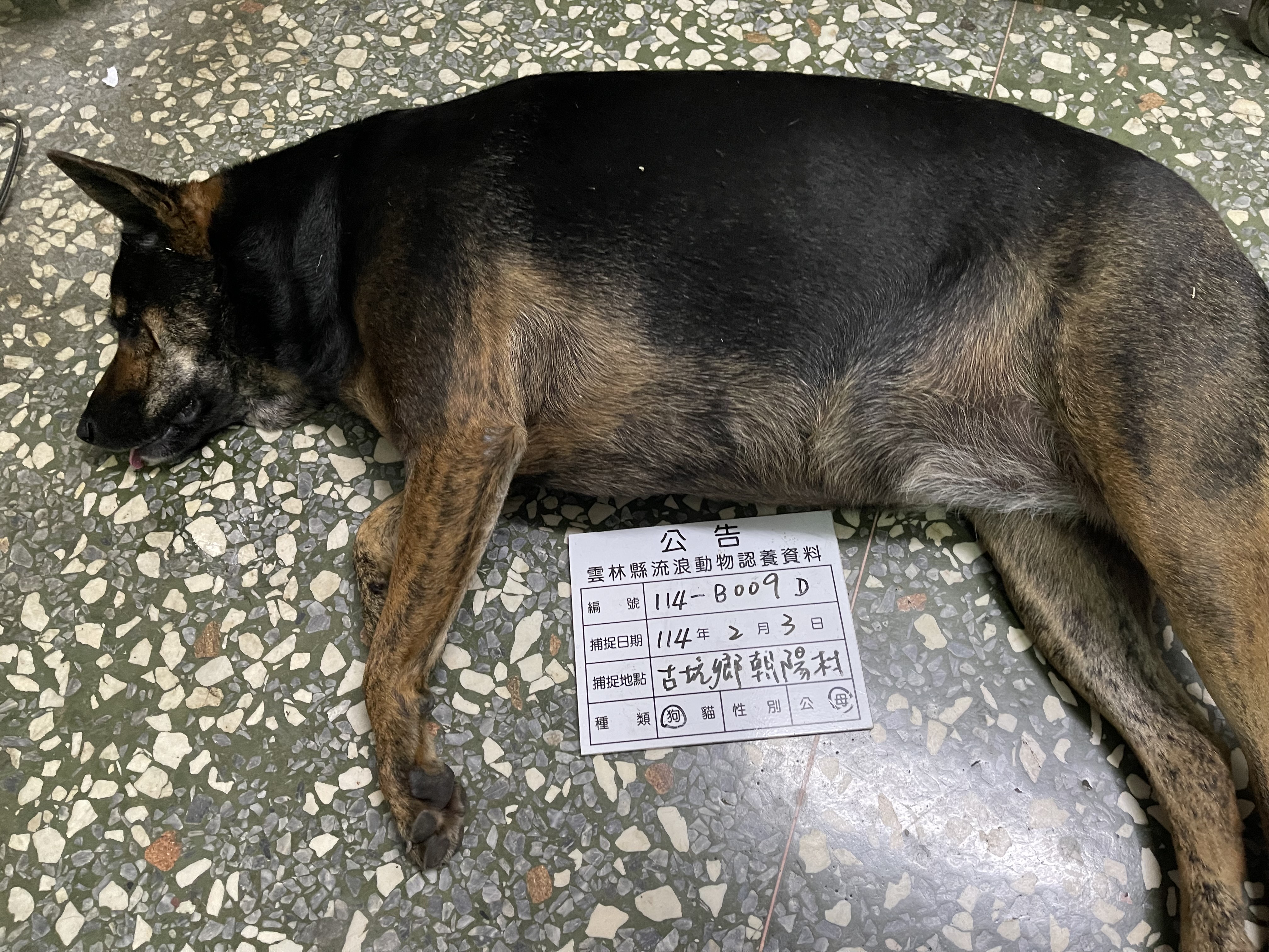 雲林縣已領養狗 混種犬