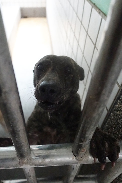 宜蘭縣已領養狗 混種犬