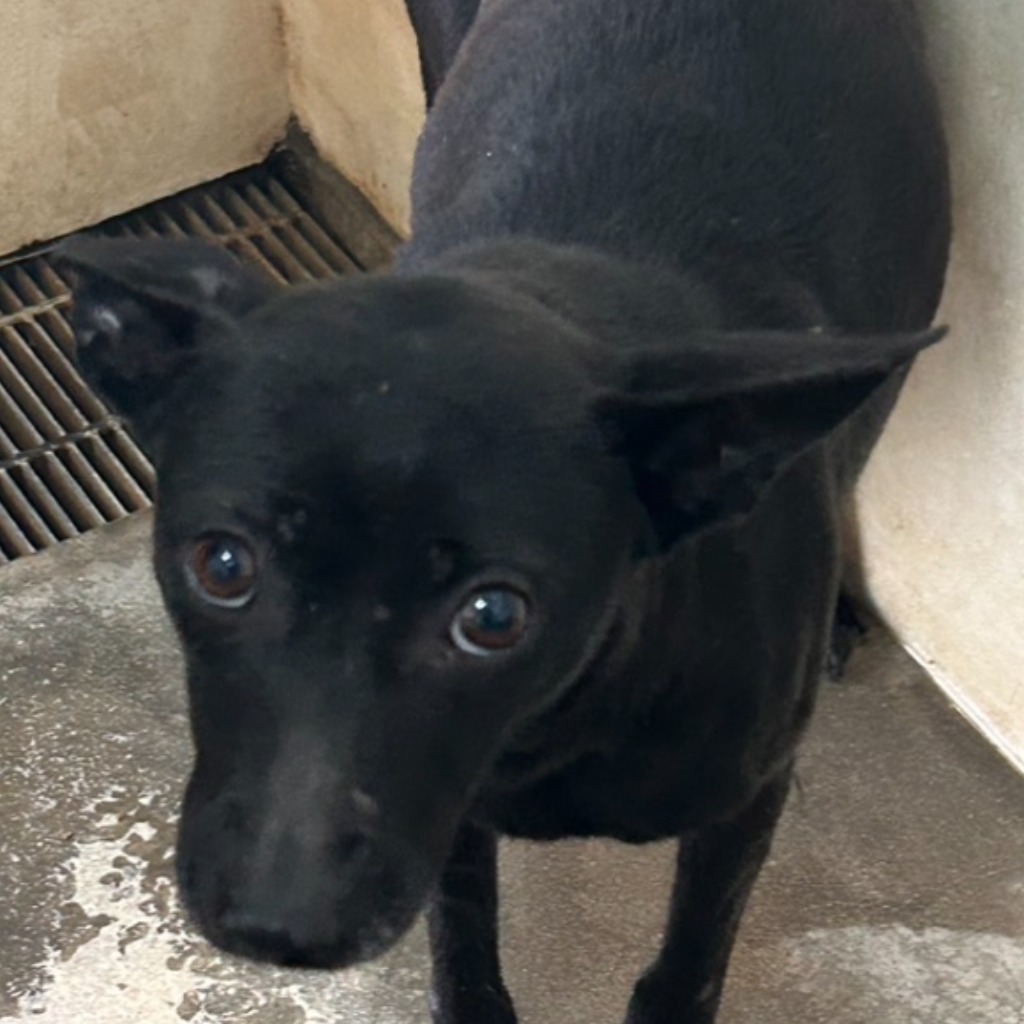 澎湖縣已領養狗 混種犬