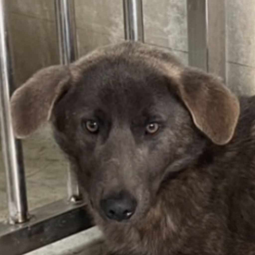 澎湖縣已領養狗 混種犬