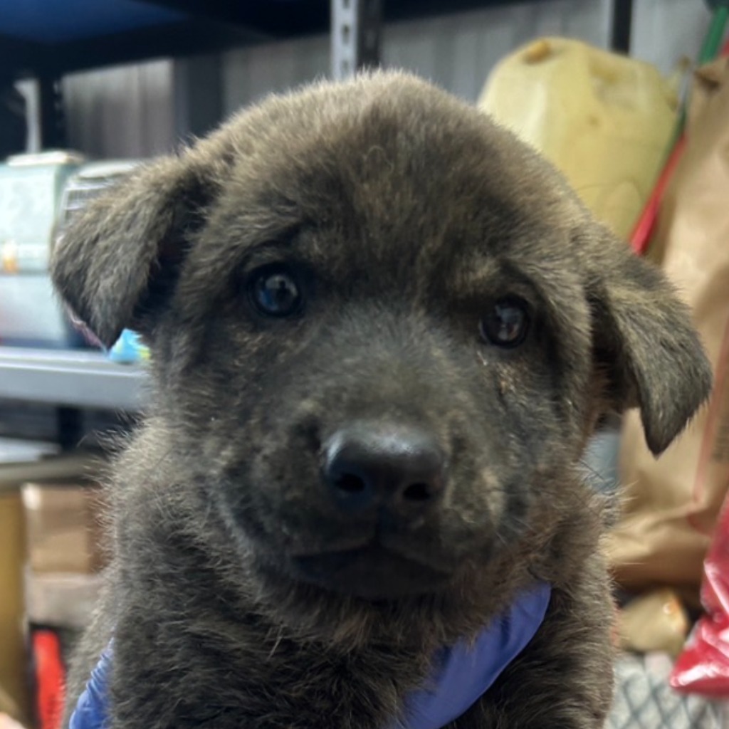 澎湖縣已領養狗 混種犬