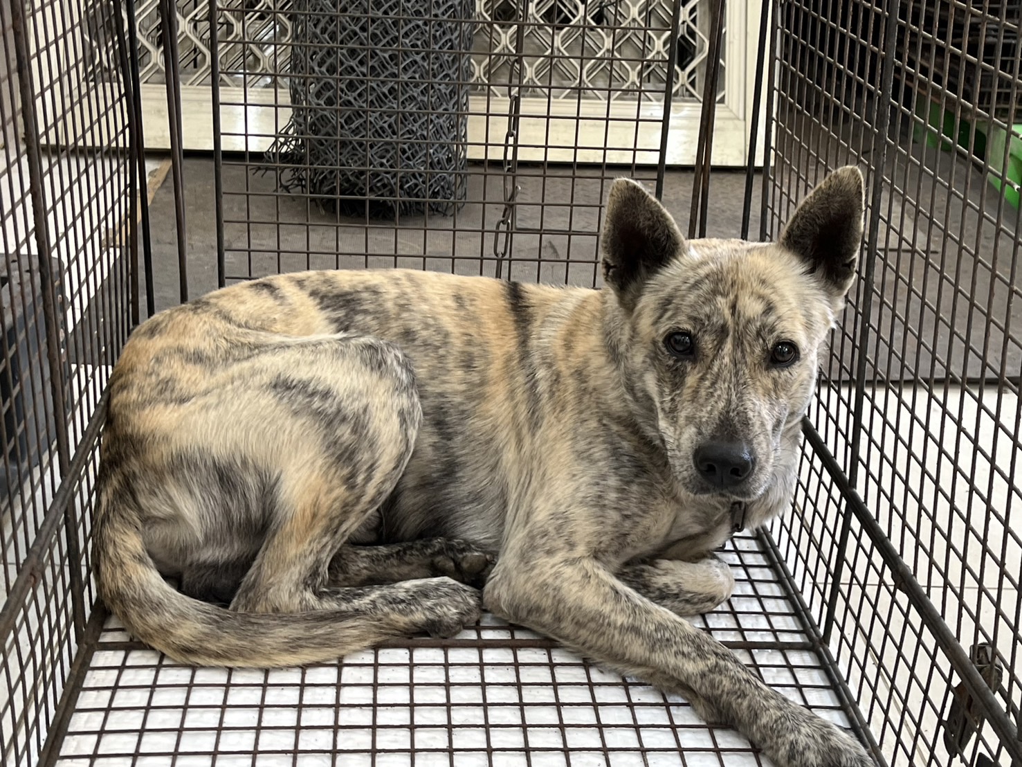金門縣已領養狗 混種犬