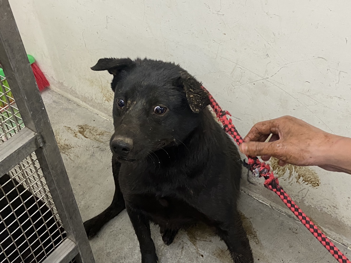 台北市已領養狗 混種犬
