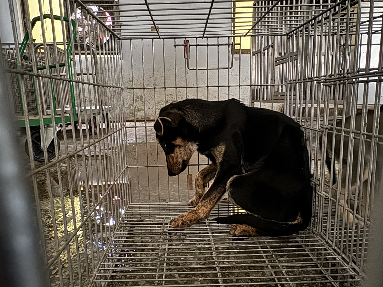 台南市已領養狗 混種犬