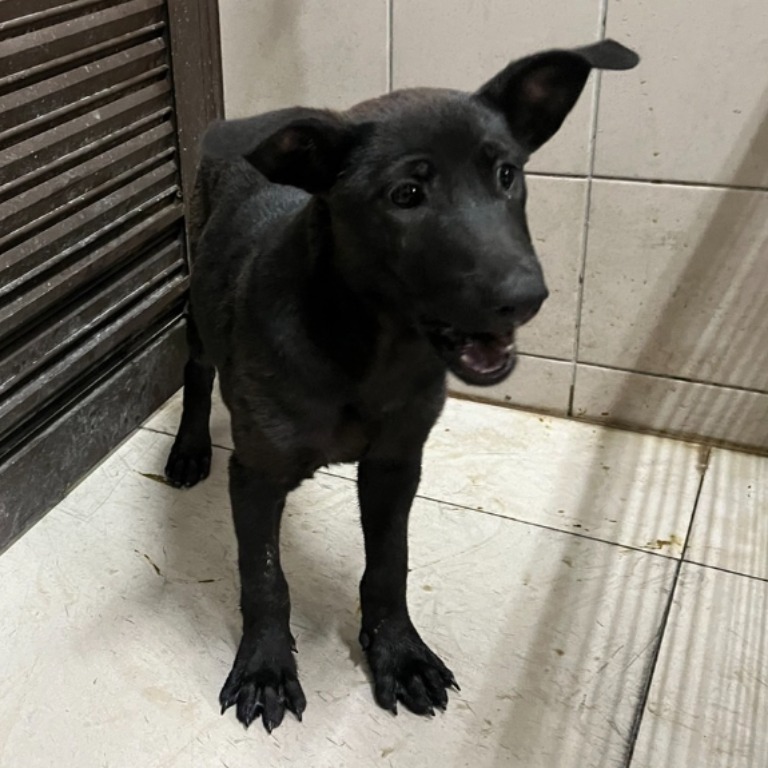 高雄市已領養狗 混種犬