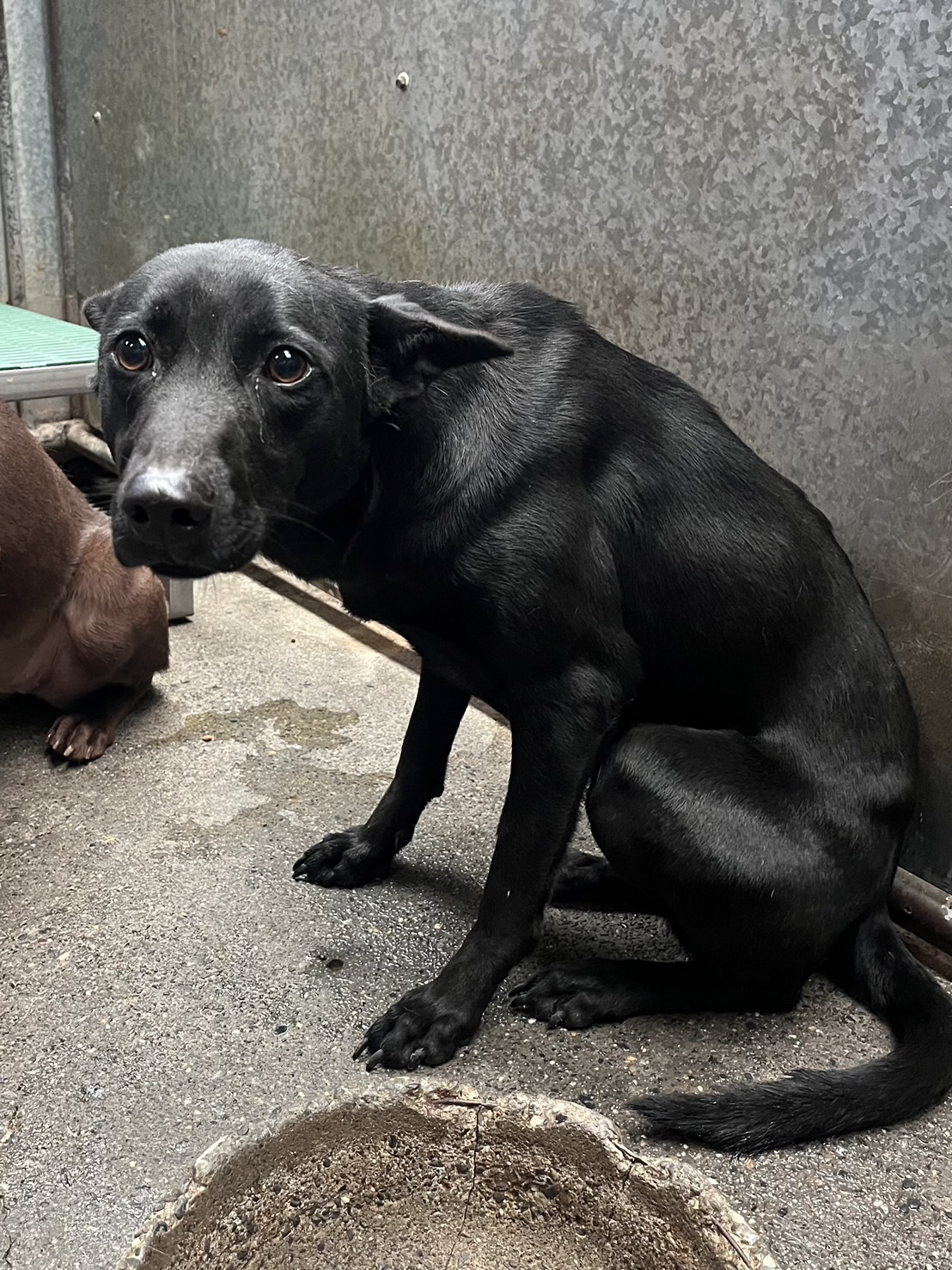 彰化縣已領養狗 混種犬