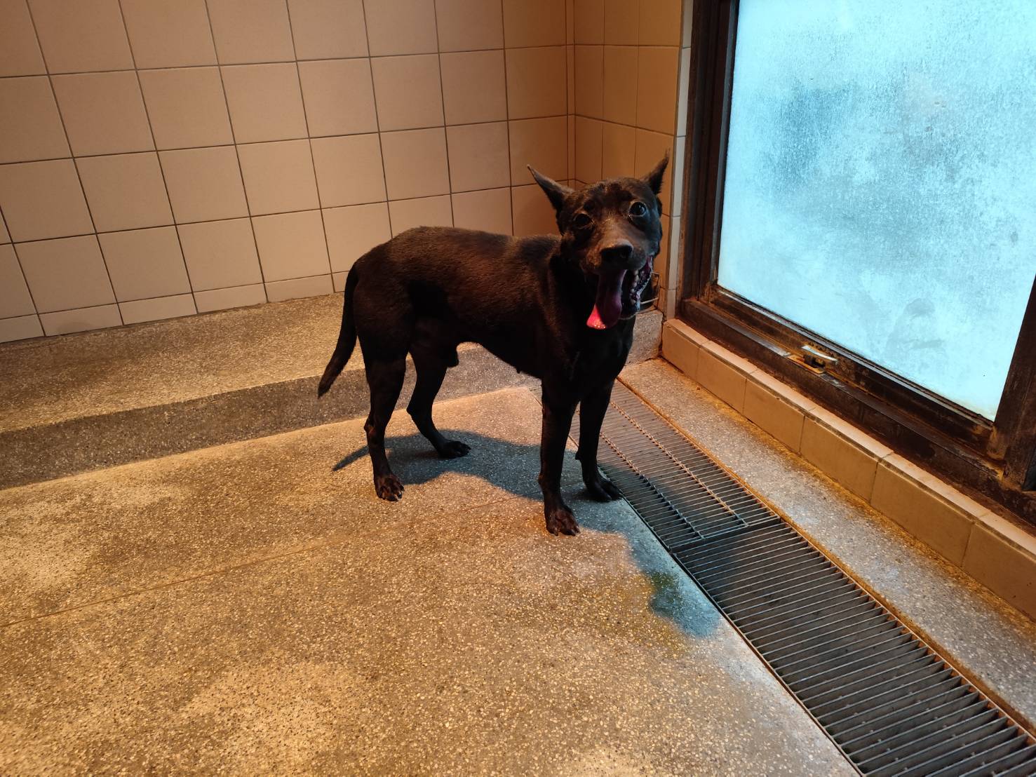 高雄市已領養狗 混種犬
