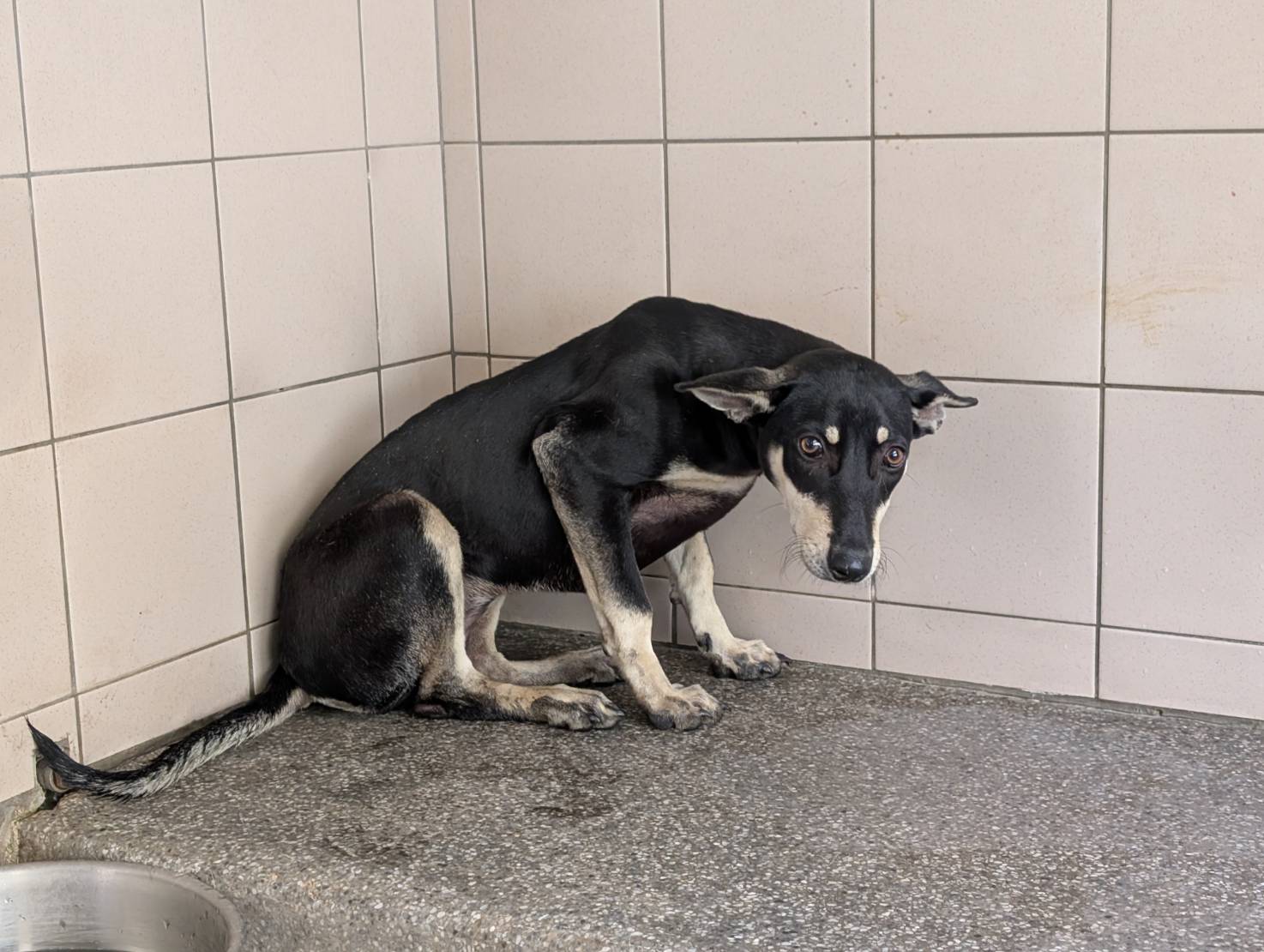 高雄市已領養狗 混種犬