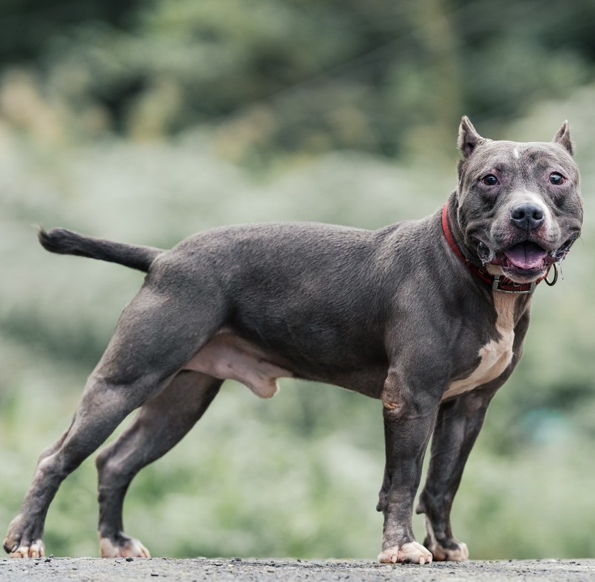 新北市已領養狗 比特犬