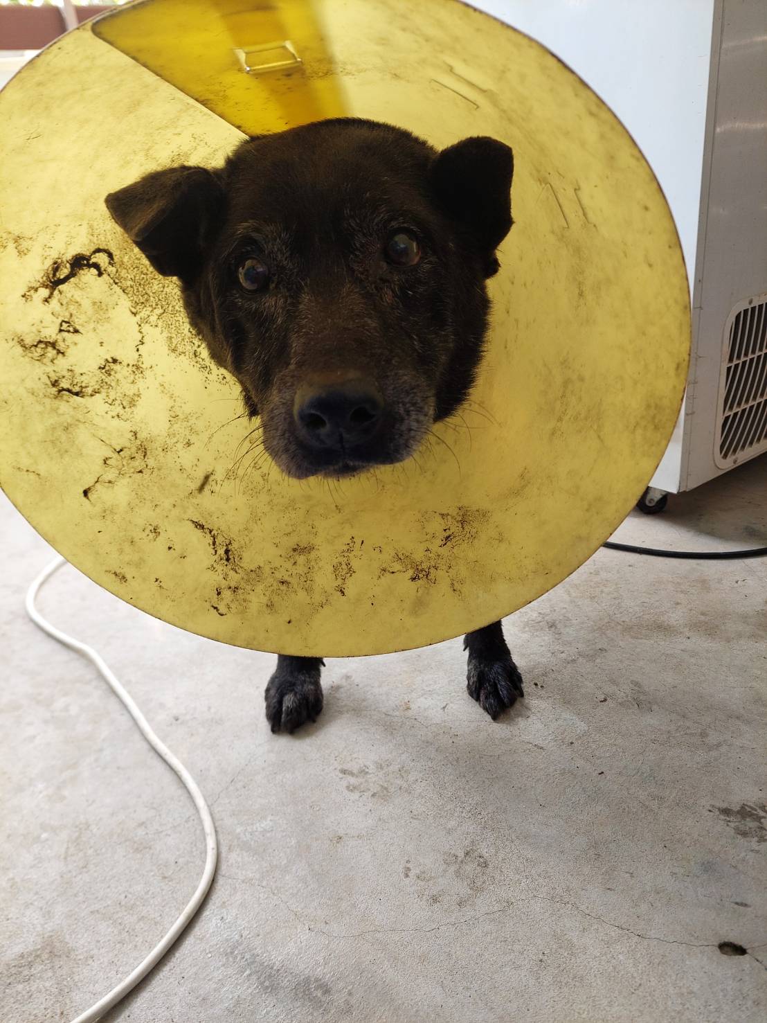 新北市已領養狗 混種犬
