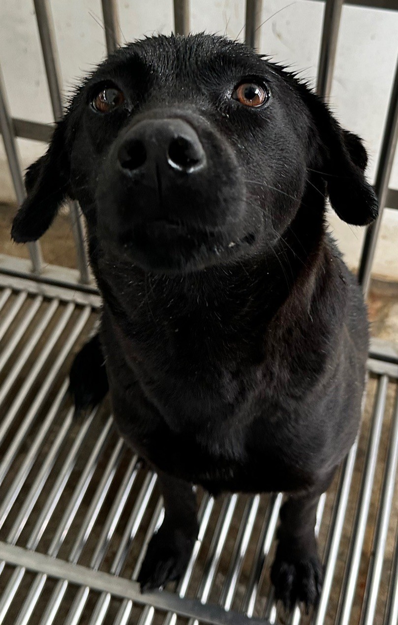 花蓮縣已領養狗 混種犬