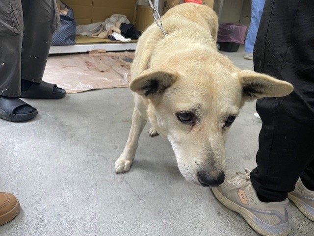 台北市已領養狗 混種犬