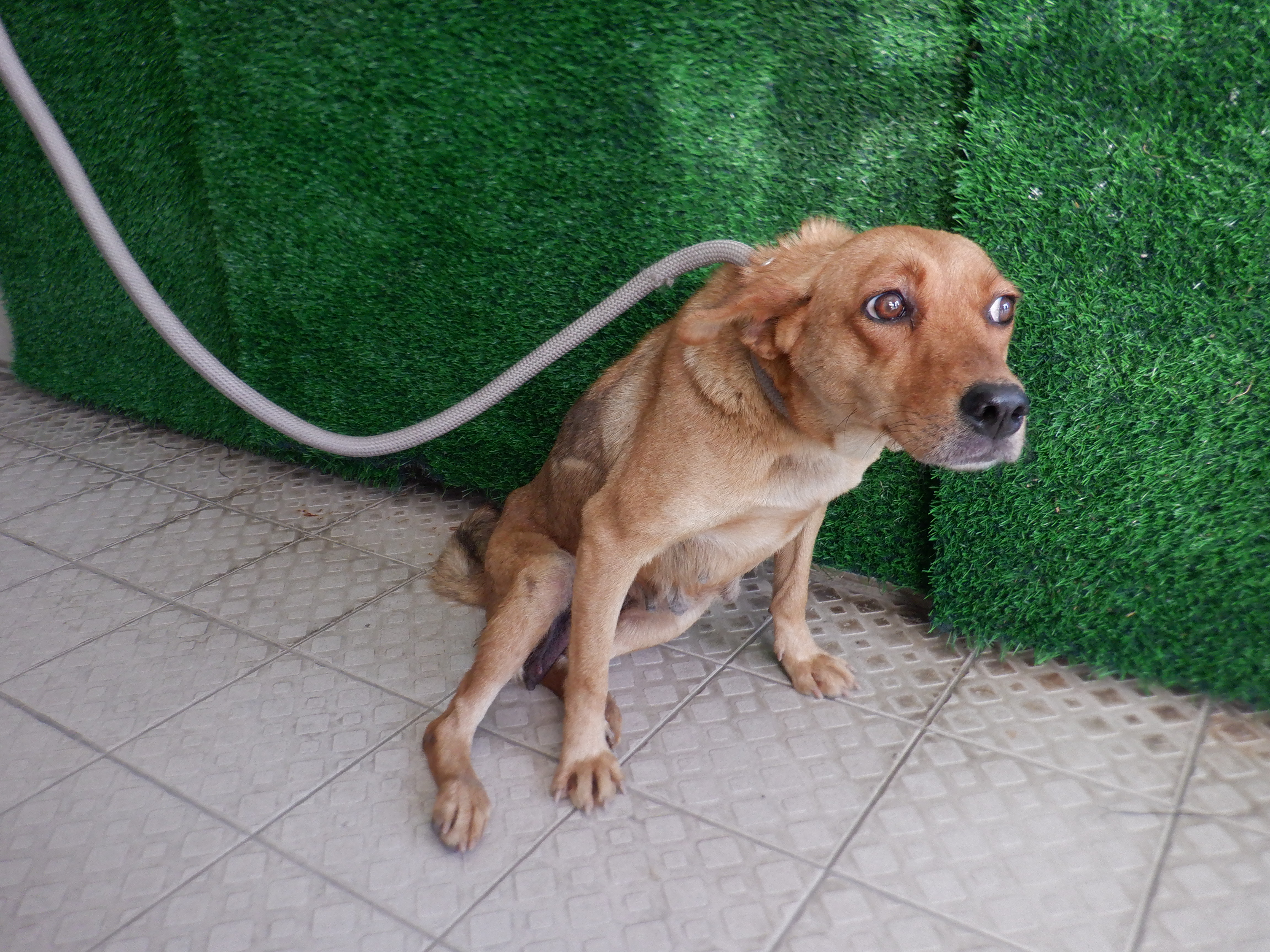 南投縣已領養狗 混種犬