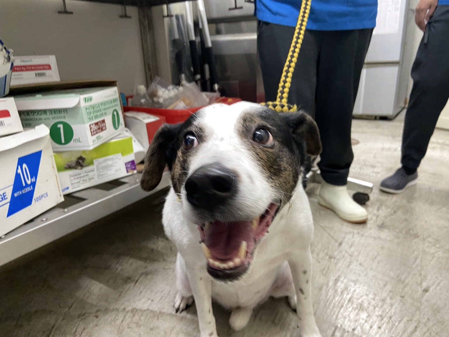 台北市已領養狗 混種犬