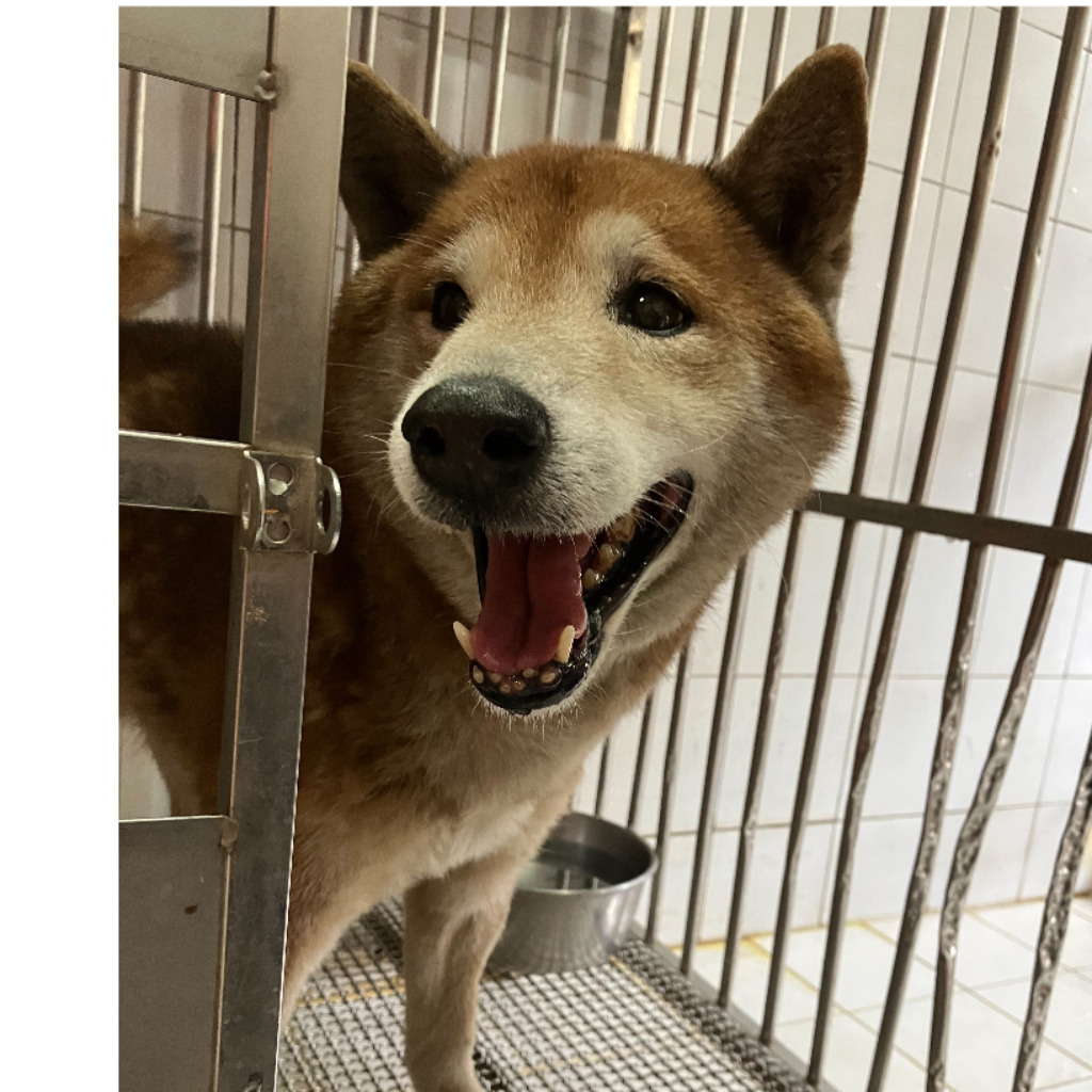 新北市已領養狗 柴犬