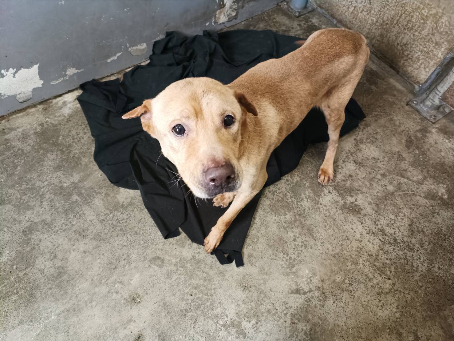 新竹市已領養狗 混種犬