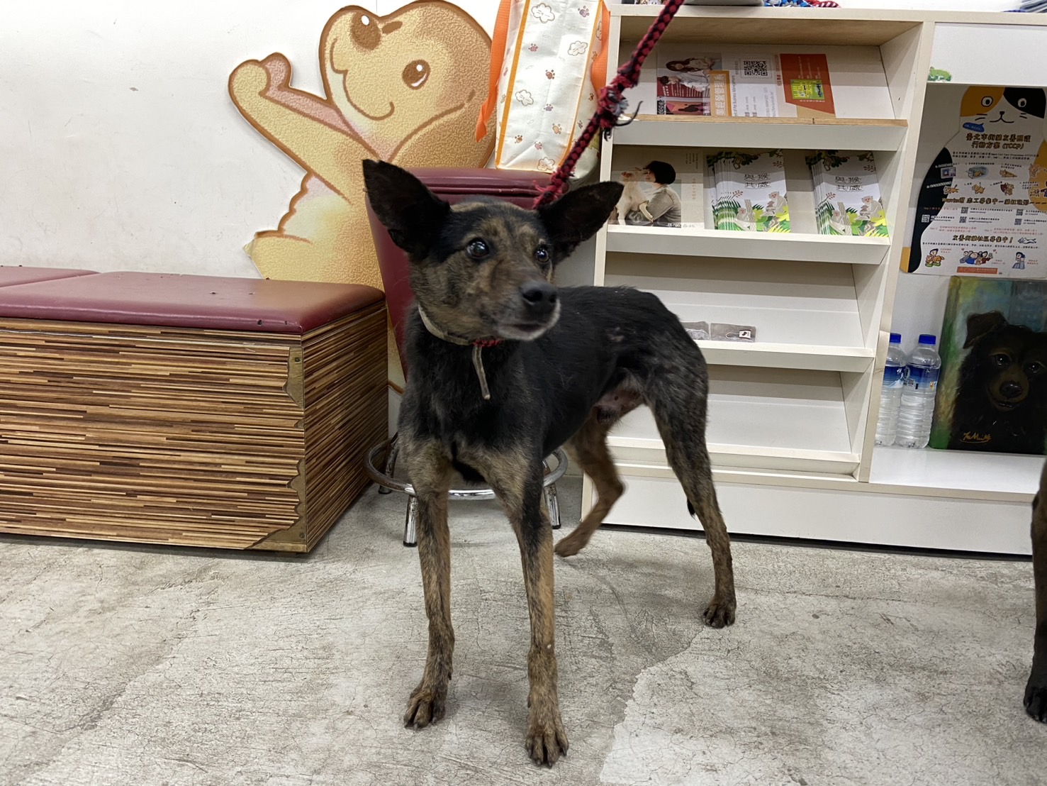 台北市已領養狗 混種犬